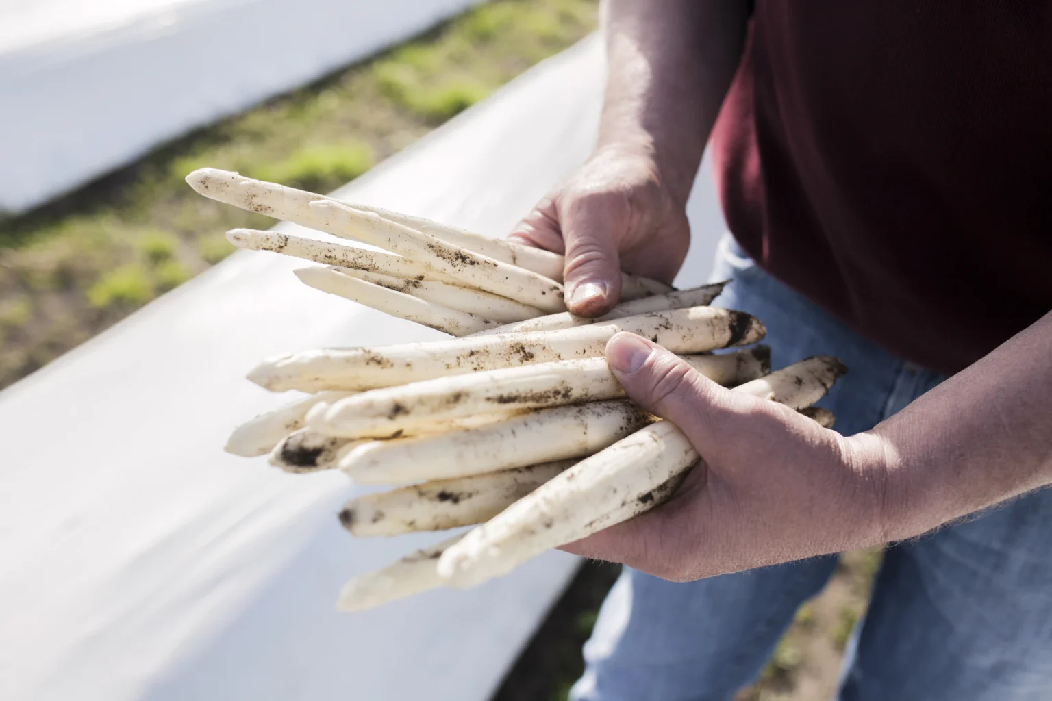 Foto: Hände halten frisch gestochenen Spargel im Spargelfeld (© Ernährung-NRW e. V.)