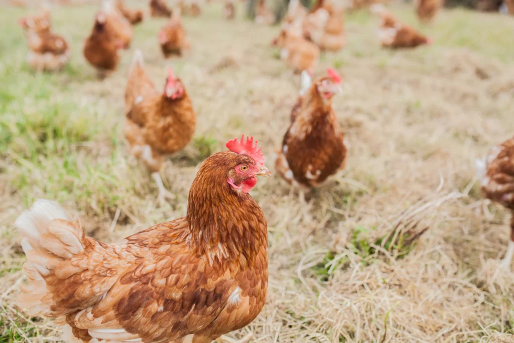 Foto: Legehennen im Freilandauslauf (© Ernährung-NRW e. V.)