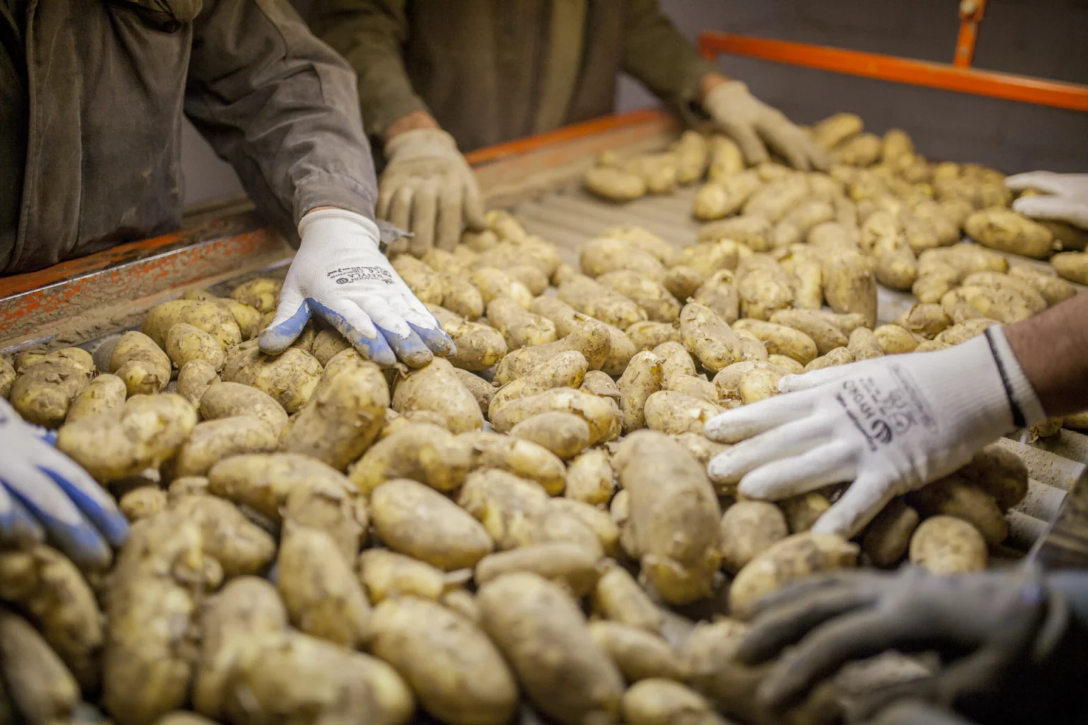 Foto: Hände sortieren Kartoffeln (© Ernährung-NRW e. V.)