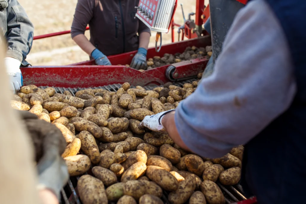 Foto: Mitarbeiter sortieren Kartoffeln auf der Erntemaschine (© Ernährung-NRW e. V.)